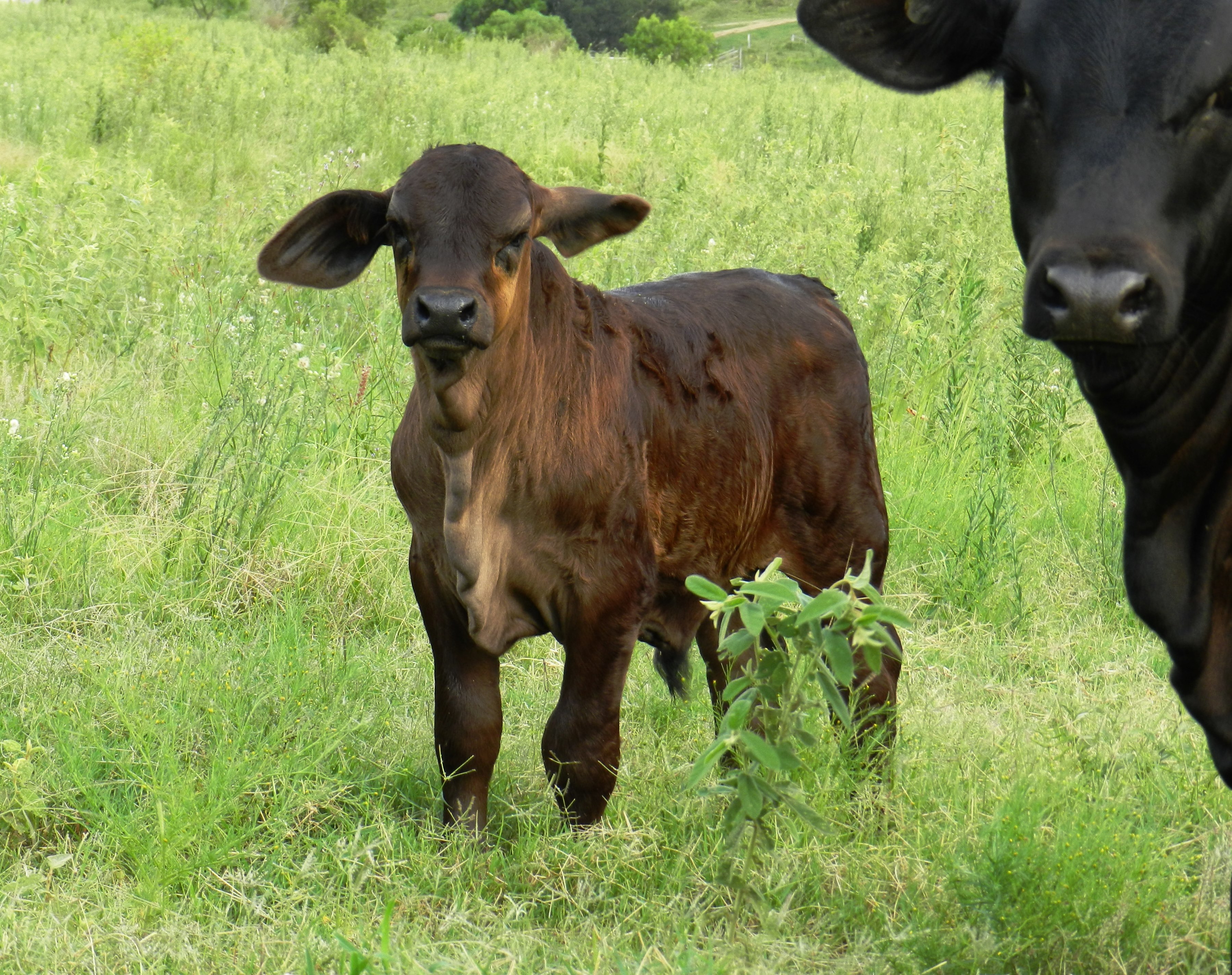Bull calf at 4 wks